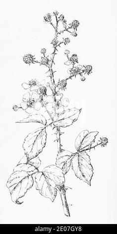 Old botanical illustration engraving of Bramble, Blackberry / Rubus fruticosus. Traditional medicinal herbal plant. See Notes Stock Photo