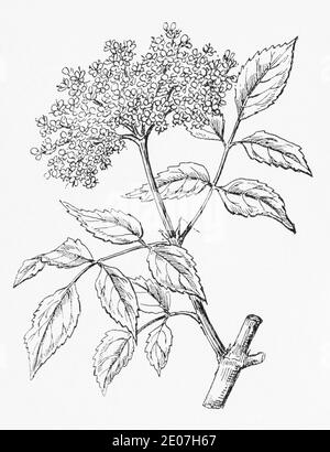 Old botanical illustration engraving of Common Elder / Sambucus nigra. Traditional medicinal herbal plant. See Notes Stock Photo
