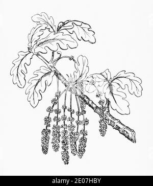 Old botanical illustration engraving of Pedunculate Oak / Quercus robur, Quercus pedunculata. Traditional medicinal herbal plant. See Notes Stock Photo