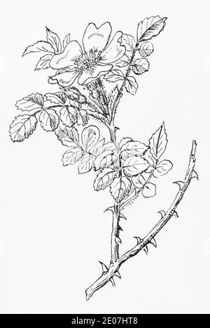 Old botanical illustration engraving of Sweetbriar / Rosa rubiginosa, Rosa eglanteria. See Notes Stock Photo