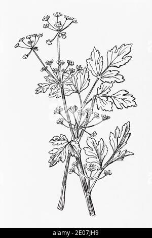 Old botanical illustration engraving of Wild Celery / Apium graveolens. Drawings of British umbellifers. Traditional herbal medicine plant. See Notes Stock Photo