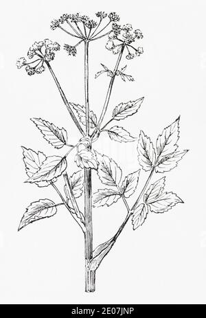 Old botanical illustration engraving of Ground Elder, Goutweed / Aegopodium podagraria. Drawings of British umbellifers. Old herbal plant. See Notes Stock Photo