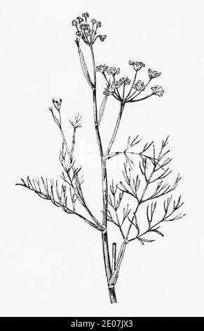 Old botanical illustration engraving of Fennel / Foeniculum vulgare, Foeniculum officinale. Drawings of British umbellifers. See Notes Stock Photo