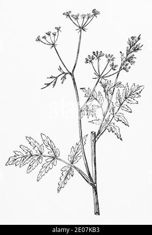 Old botanical illustration engraving of Stone Parsley / Sison amomum. Drawings of British umbellifers.  Traditional medicinal herbal plant. See Notes Stock Photo