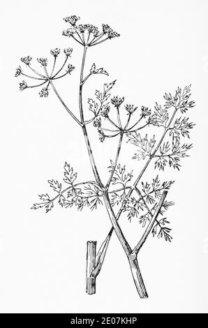 Old botanical illustration engraving of Fine-Leaved Water Dropwort / Oenanthe aquatica. Drawings of poisonous British umbellifers. See Notes Stock Photo