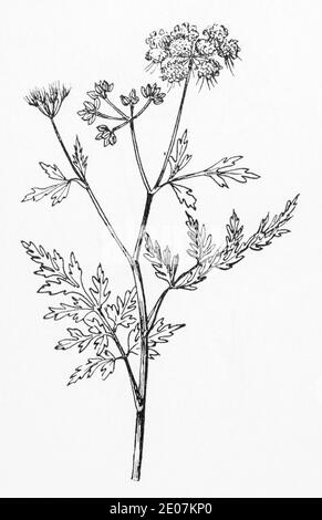 Old botanical illustration engraving of Fools Parsley / Aethusa cynapium. Drawings of poisonous British umbellifers (Cow Parsley family). See Notes Stock Photo