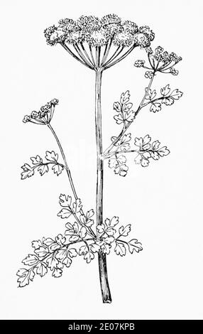 Old botanical illustration engraving of Hemlock Water Dropwort / Oenanthe crocata. Drawings of poisonous British umbellifers. See Notes Stock Photo
