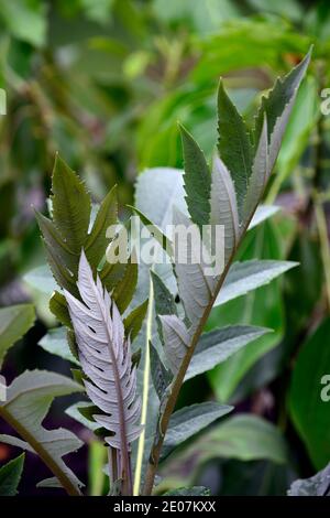 Bocconia frutescens,plume poppy,tree poppy,tree celandine,parrotweed,sea oxeye daisy,John Crow bush,leaves,foliage,RM Floral Stock Photo