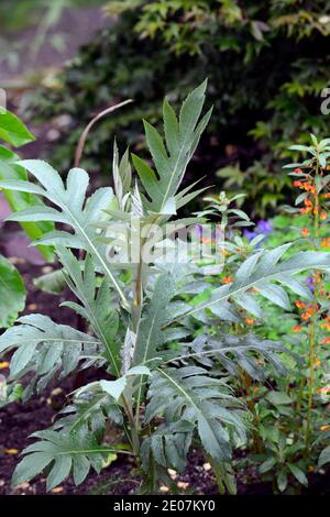 Bocconia frutescens,plume poppy,tree poppy,tree celandine,parrotweed,sea oxeye daisy,John Crow bush,leaves,foliage,RM Floral Stock Photo