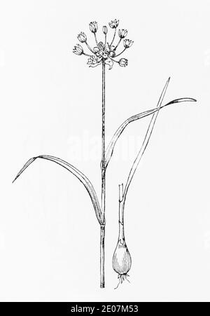 Old botanical illustration engraving of Sand Leek / Allium scorodoprasum. Traditional medicinal herbal plant. See Notes Stock Photo