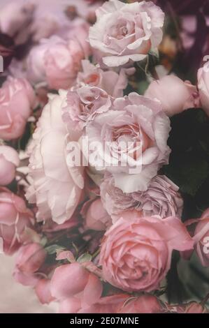 bouquet of beautiful romantic antique peony roses. Background of romantic flowers. Stock Photo