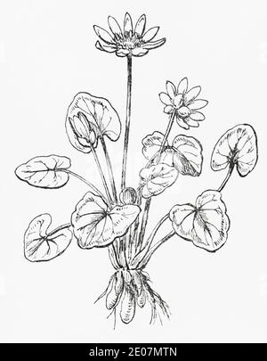 Old botanical illustration engraving of Lesser Celandine / Ficaria verna, Ranunculus ficaria. Traditional medicinal herbal plant. See Notes Stock Photo