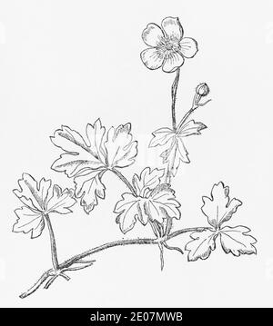 Old botanical illustration engraving of Creeping Buttercup / Ranunculus repens. Traditional medicinal herbal plant. See Notes Stock Photo