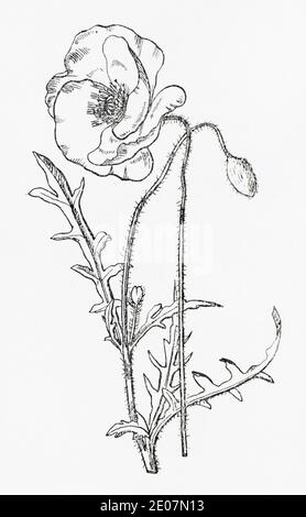 Old botanical illustration engraving of Field Poppy, Common Poppy, Corn Poppy / Papaver rhoeas. Traditional medicinal herbal plant. See Notes Stock Photo