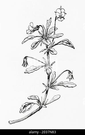 Old botanical illustration engraving of Field Pansy, Heartsease / Viola arvensis. See Notes Stock Photo