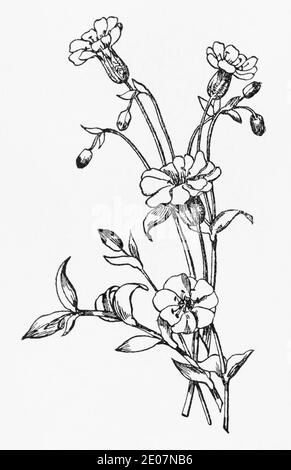 Old botanical illustration engraving of Sea Campion / Silene uniflora, Silene maritima. See Notes Stock Photo