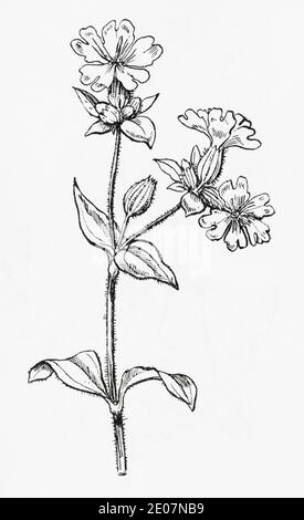 Old botanical illustration engraving of White Campion / Silene latifolia, Lychnis alba, Silene alba. See Notes Stock Photo