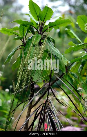 pseudopanax crassifolius,narrow dark brown,leaves,foliage,juvenile tree ...