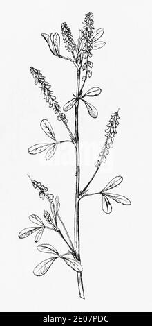 Old botanical illustration engraving of Small Yellow Melilot / Melilotus parviflora, Melilotus indicus. Traditional medicinal herbal plant. See Notes Stock Photo