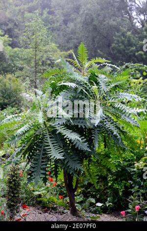 Sonchus palmensis,Giant Tree Dandelion,leaves,foliage,no flowers,rm floral Stock Photo