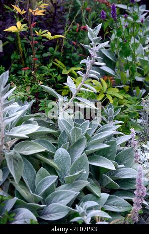 Stachys byzantina Big Ears,Stachys Big Ears,lamb's-ear,woolly hedgenettle,silver foliage,silver leaves,furry,hairy foliage,tactile leaves,RM Floral Stock Photo