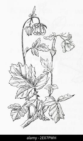Old botanical illustration engraving of Water Avens / Geum rivale. Traditional medicinal herbal plant. See Notes
