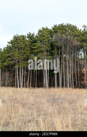 Tall pine trees grouped along the open field of Minnesota in winter Stock Photo