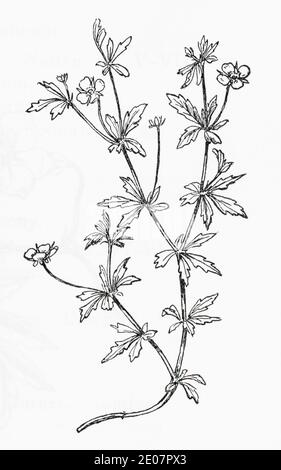 Old botanical illustration engraving of Tormentil / Potentilla erecta, Potentilla tormentilla. Traditional medicinal herbal plant. See Notes Stock Photo