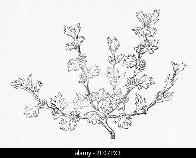 Old botanical illustration engraving of Parsley-Piert / Aphanes arvensis, Alchemilla arvensis. Traditional medicinal herbal plant. See Notes Stock Photo