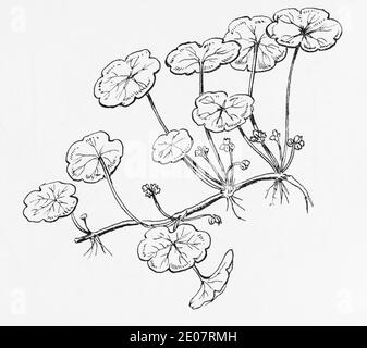 Old botanical illustration engraving of Marsh Pennywort / Hydrocotyle vulgaris. See Notes Stock Photo