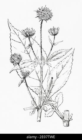 Old botanical illustration engraving of Small Teasel / Dipsacus pilosus. See Notes Stock Photo