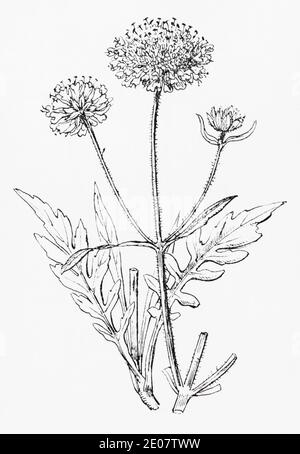 Old botanical illustration engraving of Field Scabious / Knautia arvensis, Scabiosa arvensis. Traditional medicinal herbal plant. See Notes Stock Photo