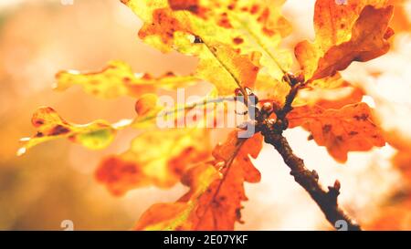 Oak leaf in autumn bright season photo Stock Photo