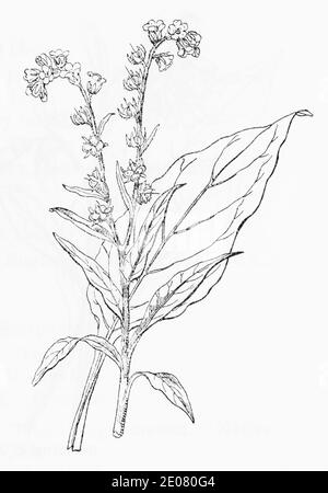 Old botanical illustration engraving of Hounds Tongue, Common Houndstongue / Cynoglossum officinale. Traditional medicinal herbal plant. See Notes Stock Photo