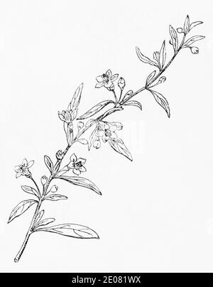 Old botanical illustration engraving of Duke of Argyll's tea plant, Tea Plant / Lycium barbarum. Traditional medicinal herbal plant. See Notes