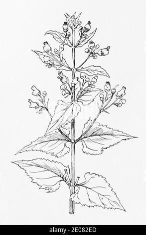 Old botanical illustration engraving of Knotted Figwort / Scrophularia nodosa. Traditional medicinal herbal plant. See Notes Stock Photo