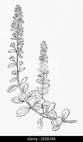 Old botanical illustration engraving of Thymeleaf Speedwell / Veronica serpyllifolia. See Notes Stock Photo