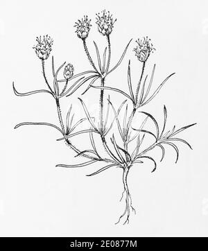 Old botanical illustration engraving of Sand Plantain / Plantago indica, Plantago arenaria. Traditional medicinal herbal plant. See Notes Stock Photo