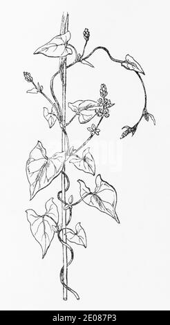 Old botanical illustration engraving of Convolvulus arvensis / Field ...