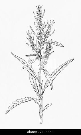 Old botanical illustration engraving of Golden Dock / Rumex maritimus.  Traditional medicinal herbal plant.  See Notes Stock Photo