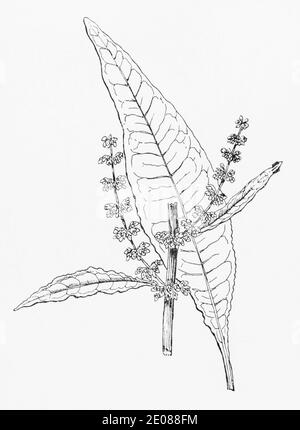 Old botanical illustration engraving of Water Dock / Rumex hydrolapathum. Traditional medicinal herbal plant.  See Notes Stock Photo