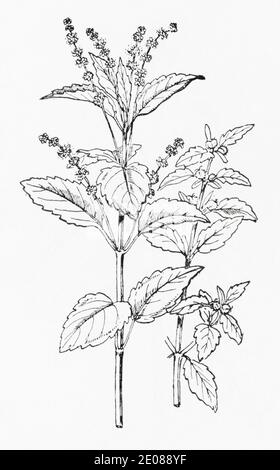 Old botanical illustration engraving of Annual Mercury / Mercurialis annua. Traditional medicinal herbal plant. See Notes Stock Photo
