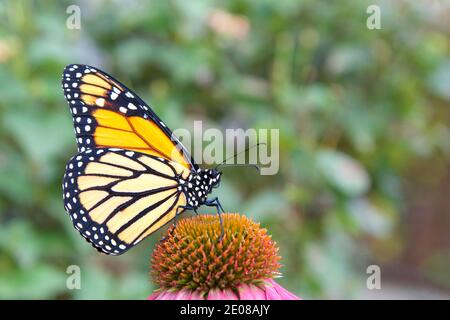 Close up profile view of one female Monarch butterfly on a purple coneflower, green plants OOF in background. Stock Photo