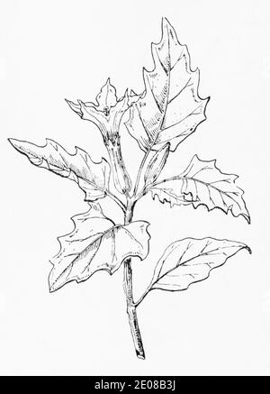 Thornapple thorn apple thorn-apple poisonous plant. Jimson weed is a ...