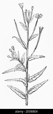 Old botanical illustration engraving of Hoary Willowherb, Small-flowered Willow Herb / Epilobium parviflorum, Epilobium molle. See Notes Stock Photo