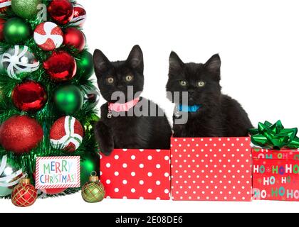 Two adorable black kittens wearing collars with bells sitting in red and white polka dot present boxes next to a Christmas tree, Merry Christmas label Stock Photo