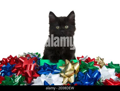 Cute black kitten paws on side of a green box looking directly at viewer, surrounded by many colorful bows. Isolated on white Stock Photo