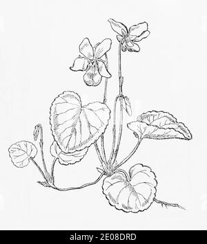 Old botanical illustration engraving of Sweet Violet / Viola odorata. Traditional medicinal herbal plant. See Notes Stock Photo