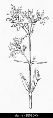 Old botanical illustration engraving of Ragged Robin / Lychnis flos-cuculi. Traditional medicinal herbal plant in parts of Europe. See Notes Stock Photo