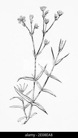 Old botanical illustration engraving of Lesser Stitchwort, Grass-leaved Stitchwort / Stellaria graminea. See Notes Stock Photo